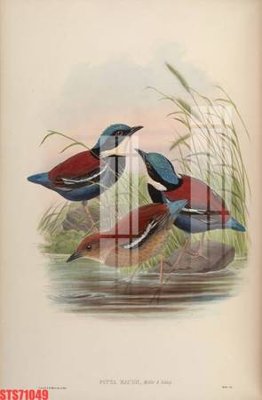 Tải về hình ảnh gốc Tranh sơn dầu phương tây tổng hợp STS71049 sắc nét