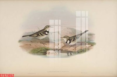 File gốc Tranh sơn dầu phương tây tổng hợp STS71052 (dành cho trang trí nội thất)