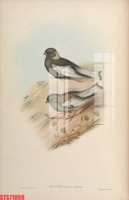 File ảnh Tranh sơn dầu phương tây tổng hợp STS71059 (gốc) in standee