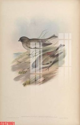 Ảnh mô tả file gốc in mica Tranh sơn dầu phương tây tổng hợp STS71061