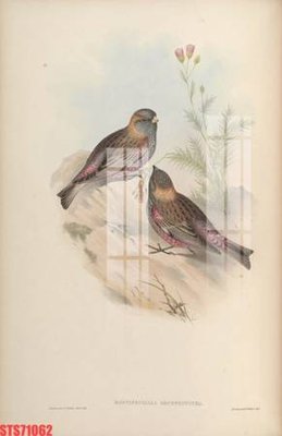 File gốc Tranh sơn dầu phương tây tổng hợp STS71062 (in lụa) cao cấp