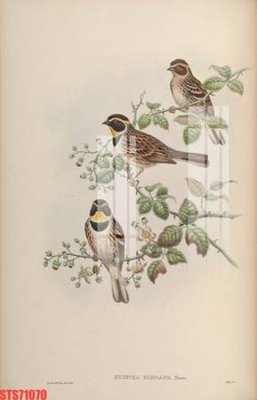 Tải file gốc Tranh sơn dầu phương tây tổng hợp STS71070 (bản PSD) còn layer