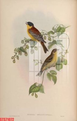 File in trần Tranh sơn dầu phương tây tổng hợp STS71072 (bản gốc) trời sao