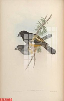 Tải file Tranh sơn dầu phương tây tổng hợp STS71080 (ảnh gốc) in tranh kính