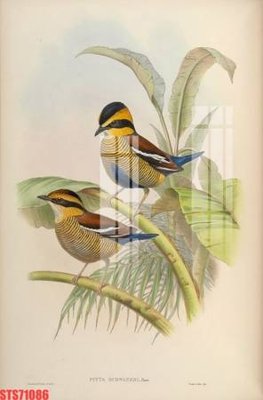 File in ấn Tranh sơn dầu phương tây tổng hợp STS71086 (bản gốc) chất lượng cao