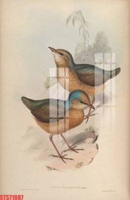 Tệp tin gốc Tranh sơn dầu phương tây tổng hợp STS71087 (chất lượng) Tranh sơn dầu phương tây tổng hợp STS71087