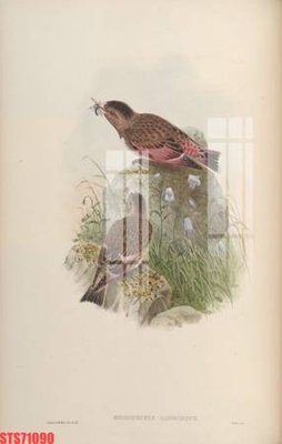 File gốc Tranh sơn dầu phương tây tổng hợp STS71090 (phong cách) châu Âu