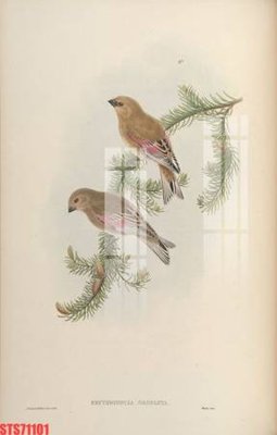 Download file Tranh sơn dầu phương tây tổng hợp STS71101 (gốc) in mica ốp bếp