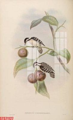 Tải file Tranh sơn dầu phương tây tổng hợp STS71127 (ảnh gốc) file TIFF