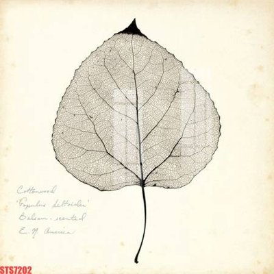 File tranh Tranh sơn dầu phương tây tổng hợp STS7202 (bản gốc) trang trí văn phòng