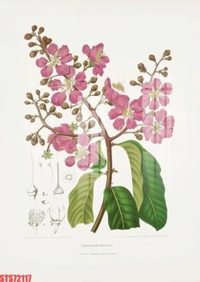 Tải về hình ảnh gốc Tranh sơn dầu phương tây tổng hợp STS72117 sắc nét