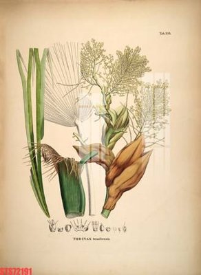 File in mica Tranh sơn dầu phương tây tổng hợp STS72191 (ảnh gốc) đẹp