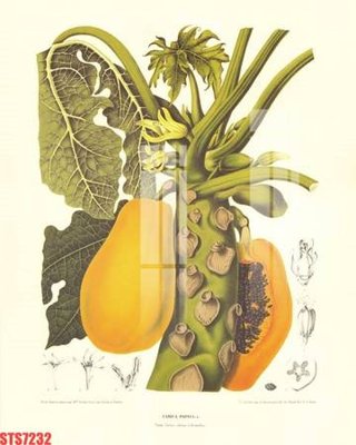 File gốc Tranh sơn dầu phương tây tổng hợp STS7232 (vector) cho in ấn