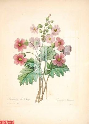 Tải file gốc Tranh sơn dầu phương tây tổng hợp STS7233 (in khổ lớn) quảng cáo