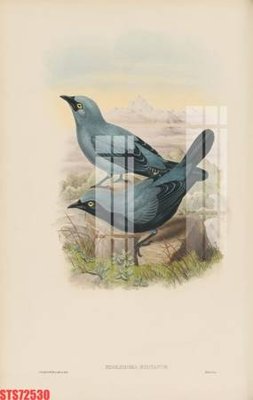 File in trần Tranh sơn dầu phương tây tổng hợp STS72530 (bản gốc) hoa văn