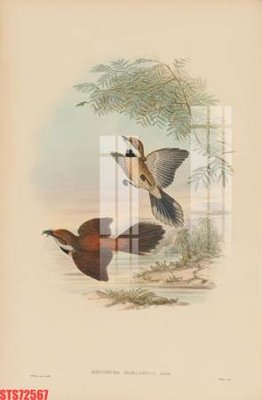 Tải file Tranh sơn dầu phương tây tổng hợp STS72567 (PSD) cho in tranh kính