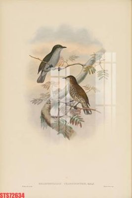 Download file Tranh sơn dầu phương tây tổng hợp STS72634 (chuẩn in) chất lượng cao