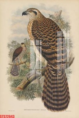 Ảnh gốc Tranh sơn dầu phương tây tổng hợp STS72643 (độ nét cao) in mica