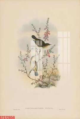 File in trần Tranh sơn dầu phương tây tổng hợp STS72656 (file gốc) chủ đề vũ trụ