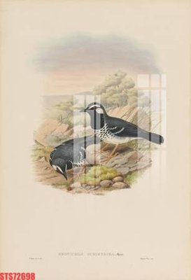 File in trần Tranh sơn dầu phương tây tổng hợp STS72698 (bản gốc) đại dương