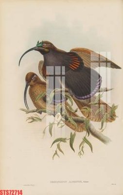 File tranh Tranh sơn dầu phương tây tổng hợp STS72714 (ảnh gốc) in trần xuyên sáng