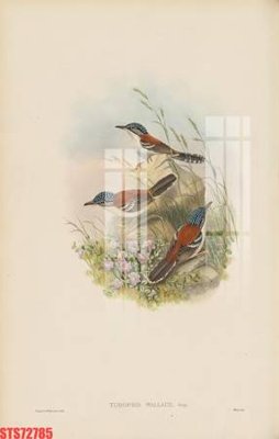 Tệp tin gốc Tranh sơn dầu phương tây tổng hợp STS72785 (chất lượng cao) Tranh sơn dầu phương tây tổng hợp STS72785