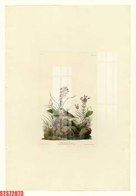 File in ấn Tranh sơn dầu phương tây tổng hợp STS72873 (bản gốc) sắc nét