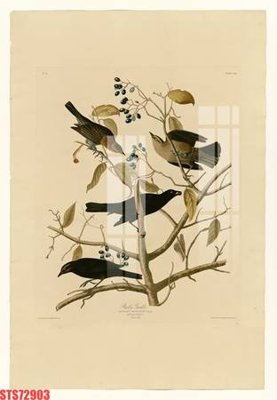 Hình ảnh gốc Tranh sơn dầu phương tây tổng hợp STS72903 (để in khổ lớn)