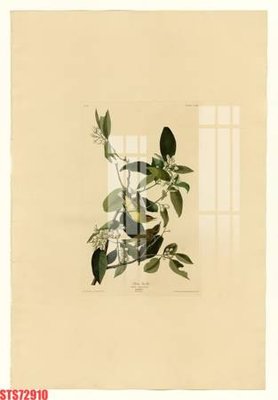 Tệp tin gốc Tranh sơn dầu phương tây tổng hợp STS72910 (chất lượng cao) Tranh sơn dầu phương tây tổng hợp STS72910