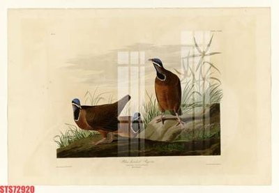 File PSD in ấn Tranh sơn dầu phương tây tổng hợp STS72920 (chất lượng cao)