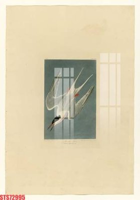 File tranh in trần Tranh sơn dầu phương tây tổng hợp STS72995 (ảnh gốc siêu nét)