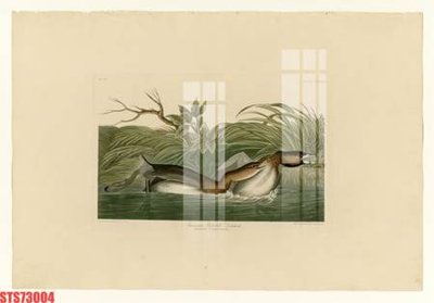 Tải file gốc in lụa Tranh sơn dầu phương tây tổng hợp STS73004 siêu nét