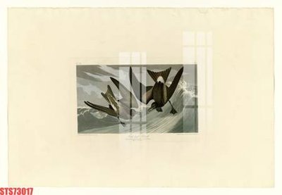 File gốc Tranh sơn dầu phương tây tổng hợp STS73017 (ảnh chi tiết) để in lụa