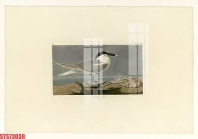 File ảnh Tranh sơn dầu phương tây tổng hợp STS73038 (gốc) in poster