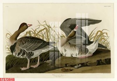 File gốc Tranh sơn dầu phương tây tổng hợp STS73046 (cho in UV) siêu nét