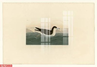 File gốc Tranh sơn dầu phương tây tổng hợp STS73060 (in tráng gương) hiện đại