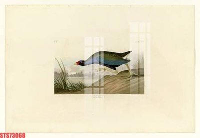 File gốc Tranh sơn dầu phương tây tổng hợp STS73068 (in lụa) tranh phong thủy