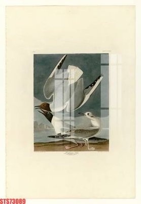 Tải file Tranh sơn dầu phương tây tổng hợp STS73089 (gốc) in tranh tráng gương