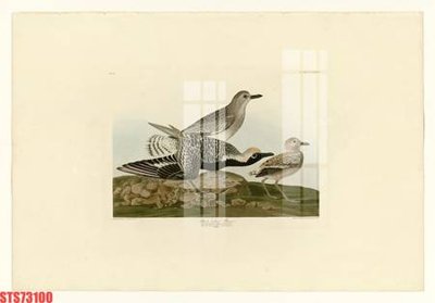 Tải file Tranh sơn dầu phương tây tổng hợp STS73100 (ảnh gốc) in gạch men