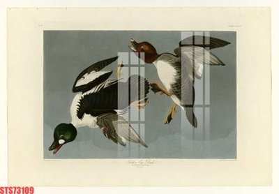 File tranh Tranh sơn dầu phương tây tổng hợp STS73109 (gốc) in film