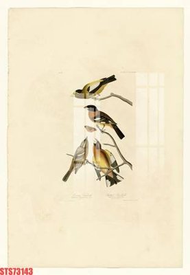 File in trần Tranh sơn dầu phương tây tổng hợp STS73143 (bản gốc) mây trời