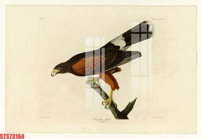 File in ấn Tranh sơn dầu phương tây tổng hợp STS73164 (bản gốc) cao cấp