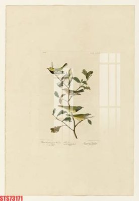 Tải file Tranh sơn dầu phương tây tổng hợp STS73171 (gốc) in tranh tráng gương