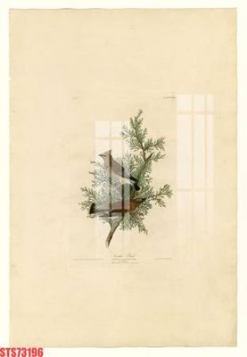 File tranh Tranh sơn dầu phương tây tổng hợp STS73196 (gốc) in vải canvas