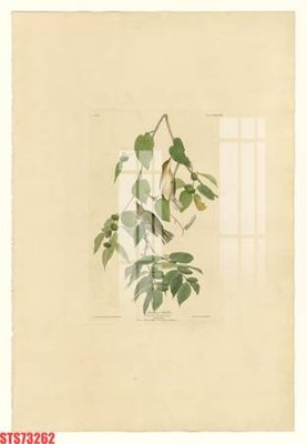 Download file tranh Tranh sơn dầu phương tây tổng hợp STS73262 (file gốc PSD)