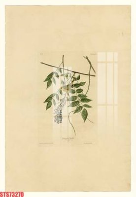 File gốc Tranh sơn dầu phương tây tổng hợp STS73270 (in tráng gương) hiện đại