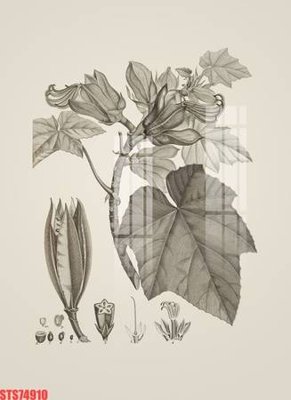 File in trần Tranh sơn dầu phương tây tổng hợp STS74910 (bản gốc) hoa văn