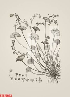 File tranh Tranh sơn dầu phương tây tổng hợp STS74923 (gốc) in vải canvas