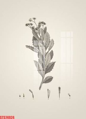 File ảnh Tranh sơn dầu phương tây tổng hợp STS74924 (gốc) in Hiflex