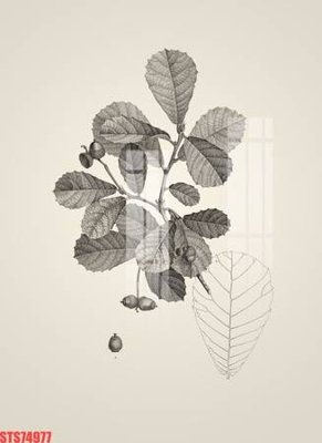 Ảnh gốc Tranh sơn dầu phương tây tổng hợp STS74977 (siêu chi tiết) để in ấn